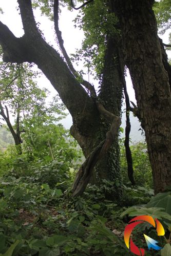 ���ј������ŗ�����������