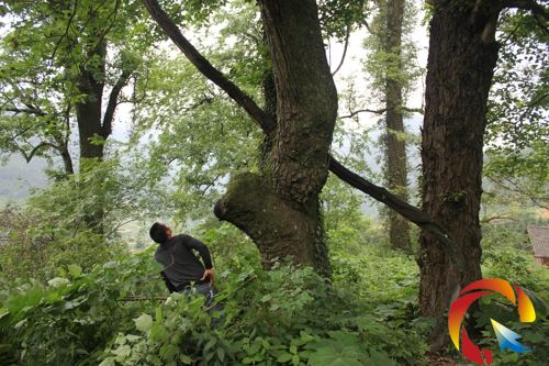 һ�����������������L�ø߸ߵ����ј�