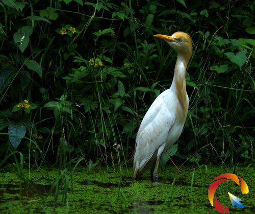 牛背鷺現身雷公山