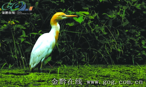 ţ�����F(xi��n)���׹�ɽ