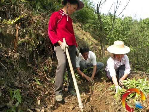 貴州省同濟堂制藥有限公司技術人員(中)為老百姓示范種植淫羊藿