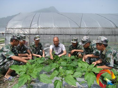 �����߲˷Nֲ���g