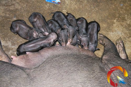 圖為剛出生不久的宰便香豬