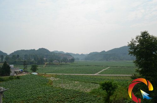 圖為煙葉長勢良好