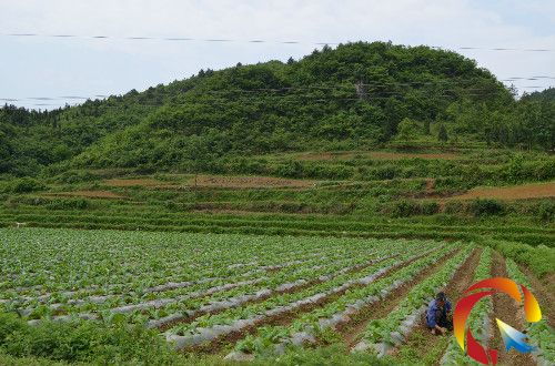 圖為煙農正在煙地除草