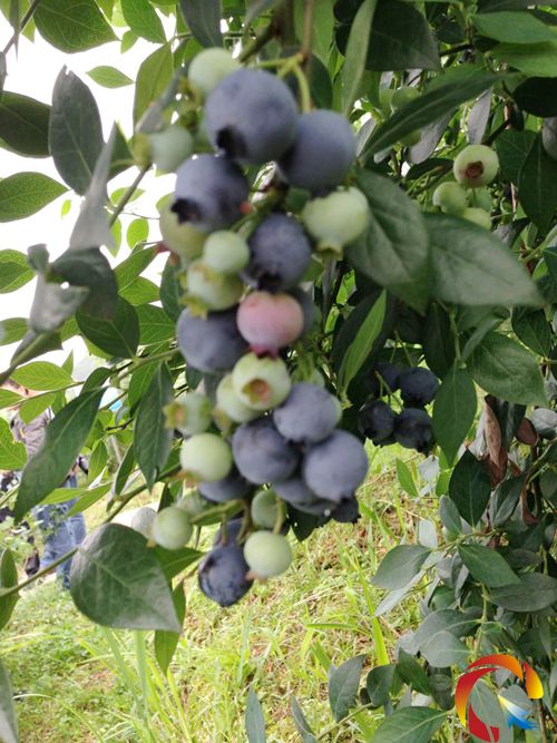 ������{ݮ