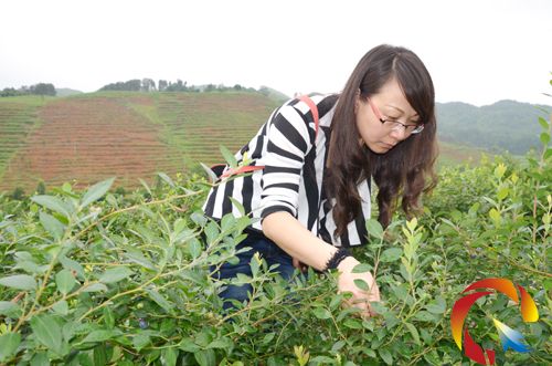 �ο��ڲ�ժ�{ݮ