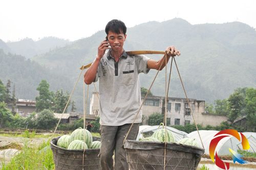 吳金培挑回摘好的西瓜,正好接到妻子打來電話。