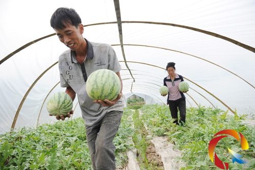吳金培和姐姐正在摘西瓜。