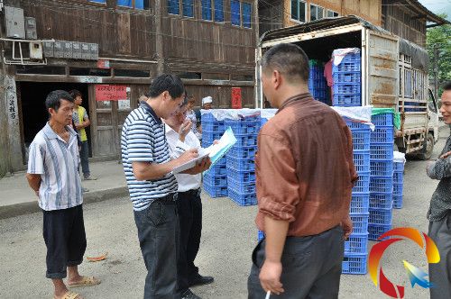 圖為雞苗在達地鄉的簽收現場