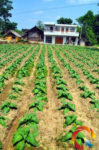 村寨里烤煙長勢良好