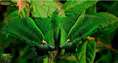 雷公山保護(hù)區(qū)發(fā)現(xiàn)國家二級保護(hù)蝴蝶——喙鳳蝶