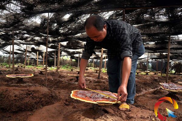 榕江種植超大靈芝 未采摘已長(zhǎng)到直徑56厘米(圖)