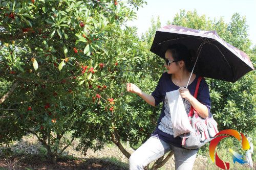 圖為游客在梅林里休閑觀光之余自己摘梅不亦樂乎