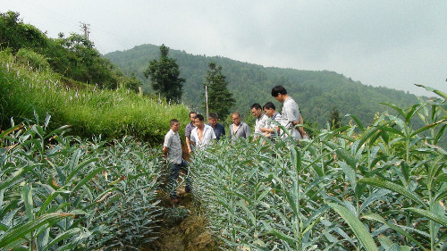 圖為人大代表們在竹山坪村百合基地上視察