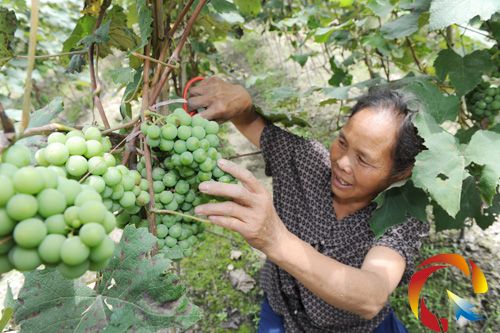 石世菊小心翼翼地給葡萄選果,把一些壞掉的剪掉。
