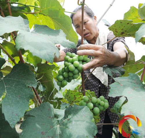 石世菊在忙給葡萄剪枝。