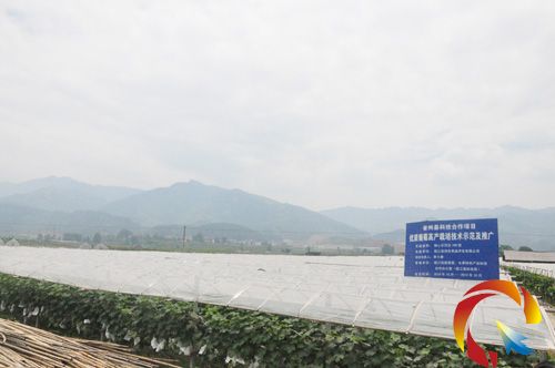 100畝優(yōu)質(zhì)葡萄高產(chǎn)栽培技術(shù)示范。