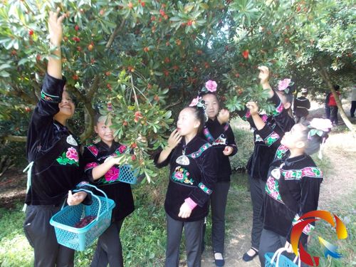 苗家少女體驗采摘楊梅