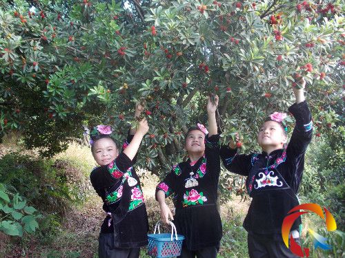 ��ҹ����ڲ�ժ��÷ 