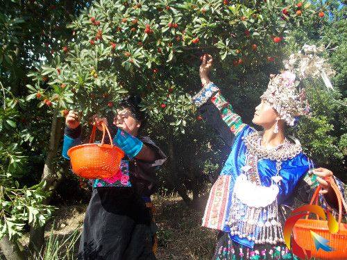 ����Ҳ�ժ��÷ 