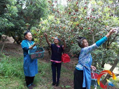 �������˲�ժ��÷����