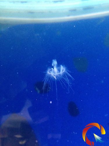 桃花水母(暗室拍攝)