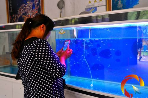 游客在觀看桃花水母