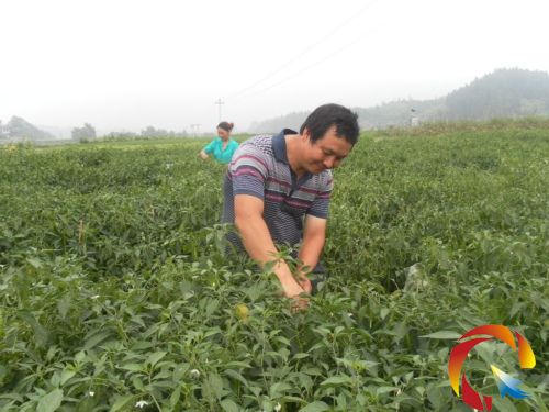 李必周夫婦在田里搶摘青椒