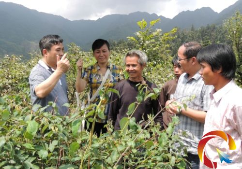 楊懷武(左一)與花農王小郎(左三)交流