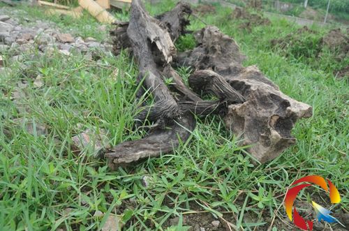 ��ʩ���h�Ǹ����^��l�F��ꎳ�ľ