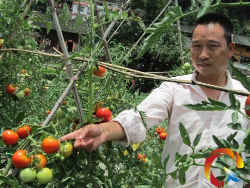 圖為駐村干部周年標(biāo)在“QQ農(nóng)場(chǎng)”查看西紅柿成熟情況