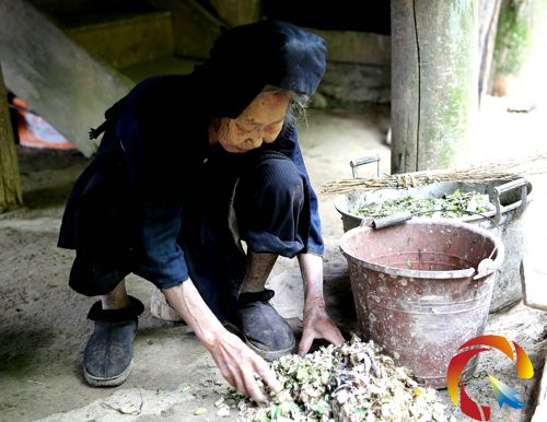 張老丫在收拾剛剁后的豬菜
