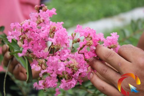 傷痕累累的手催開了艷麗的花朵