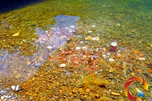 肉和辣椒的混合物