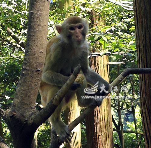 廬山猴子繁殖快 工作人員無奈給其喂避孕藥(圖)