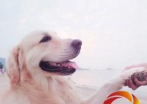 �ƴ���������\������