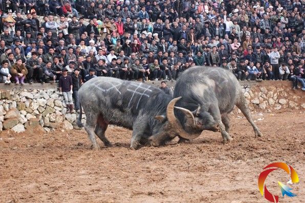 �_(t��i)�������p�����Z�޻�D�M��ţ��һ��