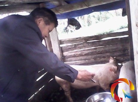 黎平縣順化瑤族鄉積極做好春季動物防疫工作