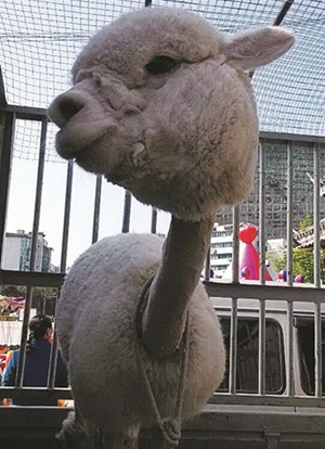 �tɽ悽M���_չ2014�����܊��Ӗ�� 