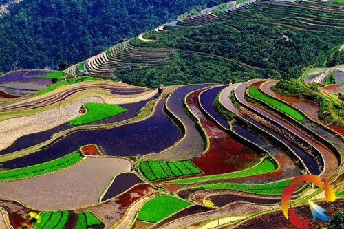 從江縣月亮山“七彩梯田” 梁全康 攝