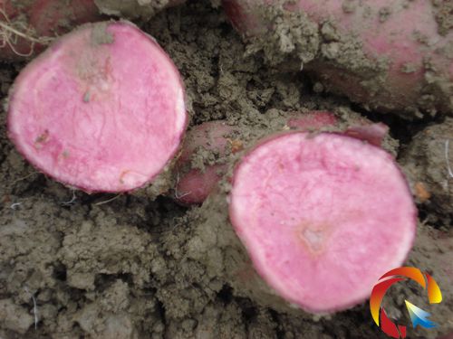 下司鎮(zhèn)甕港村黑色馬鈴薯喜獲豐收