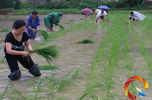 圖為錦屏縣計生協會會員在計生特殊家庭田間插秧現場