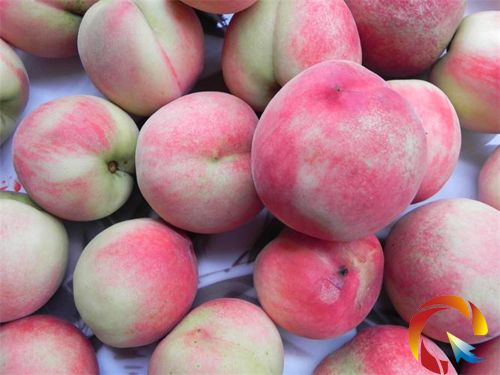 鎮遠縣科技局召開桃子新品種品鑒會