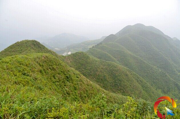 黃平縣谷隴鎮大高山發現萬畝野生杜鵑