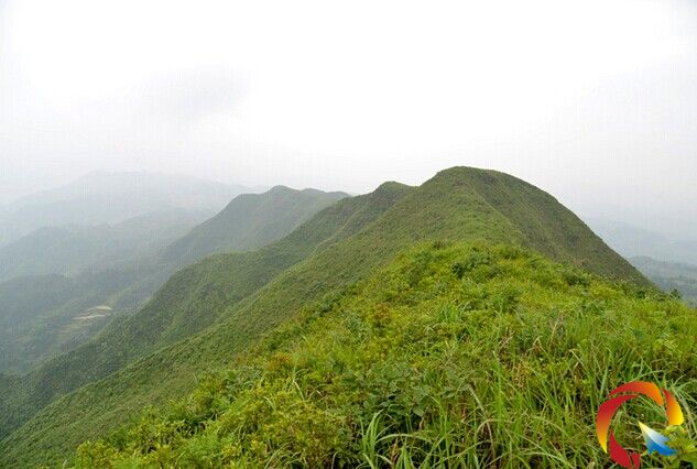 黃平縣谷隴鎮大高山發現萬畝野生杜鵑