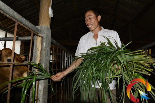 錦屏:返鄉農民工帶領村民養殖肉牛走致富路