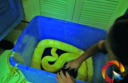 居民家中突現黃金蟒 長5米重45斤(圖)