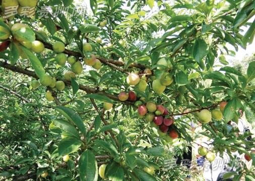 �P��̹��@����Ӣ���̘I�����_�P�����F䁰l�� ���r25�f�� ������ٍ��