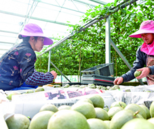 �P��̲�悰��������æ